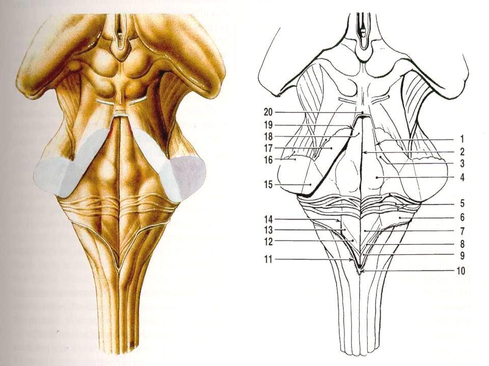 Mozkový kmen po odstranění mozečku pohled shora na spodinu IV.
