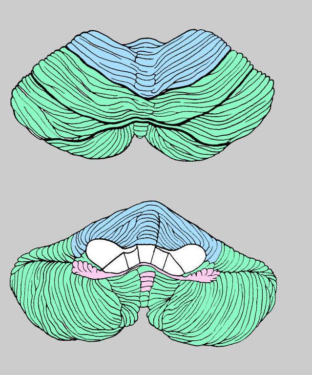 A pohled na mozeček z horní strany B z přední strany ( pedunculi bíle) Lobus anterior - spinocerebellum - paleocerebellum