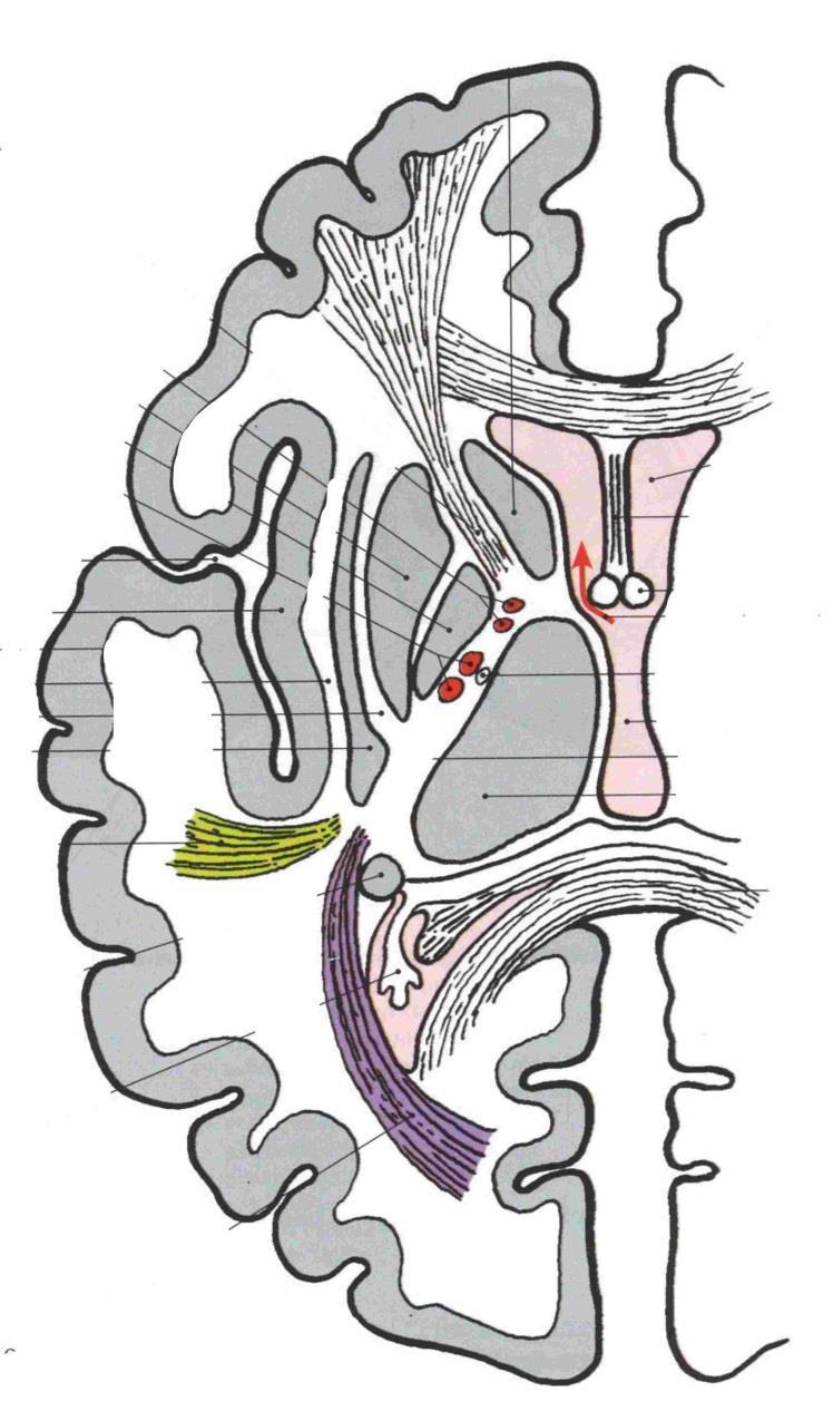 Horizontální řez mozkem Nucleus caudatus Claustrum Putamen Globus pallidus Nucleus caudatus - cauda Corpus