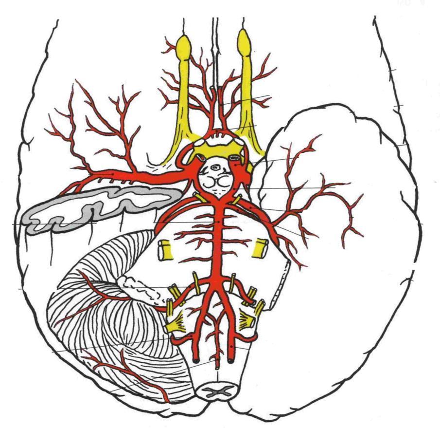 Circulus arteriosus Willisi přívoddné aa. aa.cerebri aa.communicantes 1-aa.vertebrales int. 3-a.cerebri anterior 6-a.