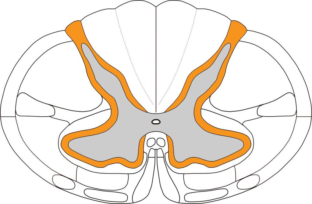 Medulla spinalis příčný řez 1-funiculus post.