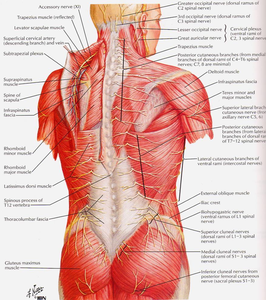 Rami dorsales míšních nervů inervují kůži na