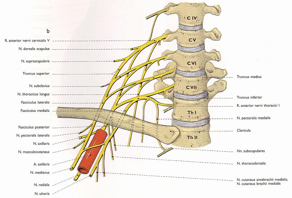 Plexus brachialis pars infraclavicularis n.axillaris n.