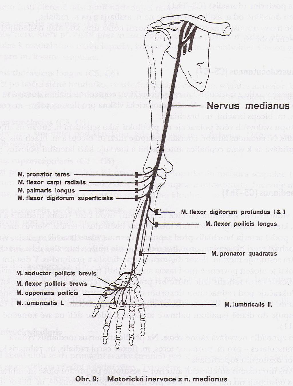 Předloktí většina svalů přední skupiny Několik svalů dlaně