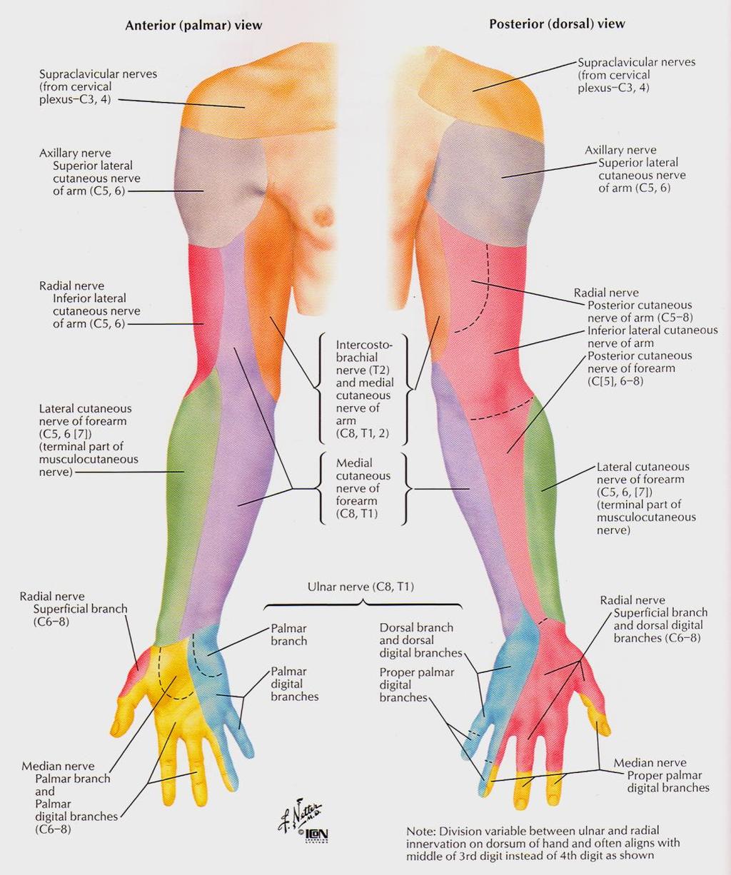 N. Radialis dorzální strana Sensitivní