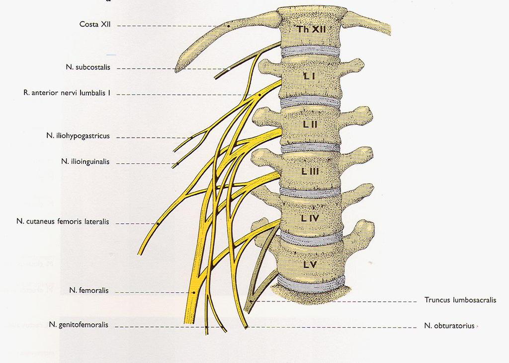 obtutatorius plexus