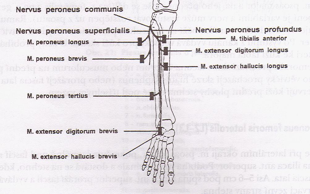 Motorická inervace Laterální skupina svalů bérce