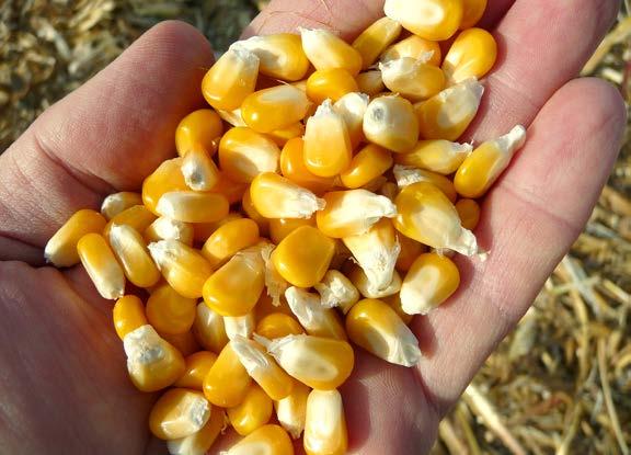 08 Hybridy KWS na zrno 40 % potřeby kukuřičného zrna se do EU dováží, rozšiřme plochu kukuřice na zrno Proč pěstovat kukuřici na suché zrno Oproti některým jiným plodinám je jednoduchá technologie