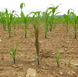 Napadení je větší na těžších, utuženějších půdách za chladu, kdy kukuřice vzchází déle než 14 dní
