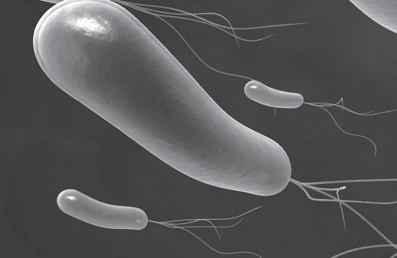 Helicobacter pylori Imunoenzymatické soupravy k diagnostice infekce Helicobacter pylori ELISA a IMUNOBLOT soupravy jsou určeny ke stanovení