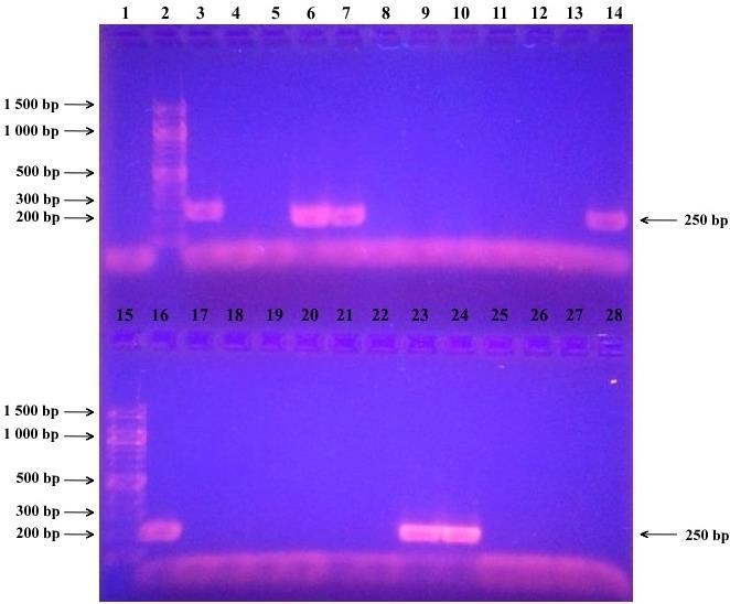 4.3.5.2 PCR specifická pro rod Lactobacillus Byla provedena PCR specifická pro rod Lactobacillus (primery LbLMa 1 a R 16 [47] a primery F_alllact a R_alllact [46]).