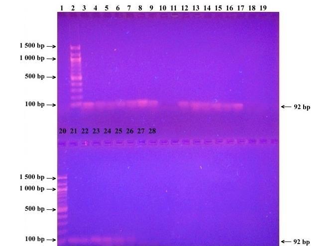 Schéma nanesení vzorků: 1 negativní kontrola, 2 a 20 žebříček, 3 pozitivní kontrola (DNA Lactobacillus acidophilus CCM 4833T), 411 DNA izolovaná magnetickými nosiči Fkol B 100 ox, 1219 DNA izolovaná