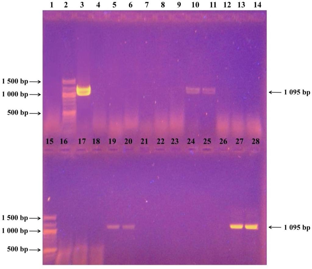 Schéma nanesení vzorků: 1 negativní kontrola, 2 a 15 žebříček, 3 pozitivní kontrola (DNA Bacillus subtilis CCM 1999), 411 DNA izolovaná magnetickými nosiči Fkol B 100 ox, 1220 DNA izolovaná