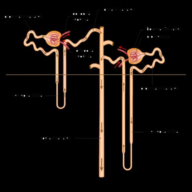 Příloha 2: Základní jednotka ledviny nefron Zdroj: Dial-nefro.