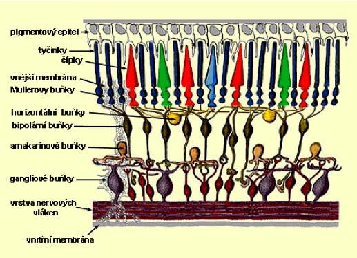 4. Vnější vrstva jader světločivých buněk 5. Vnější plexiformní vrstva (Henleova; spoje mezi světločivými a bipolárními buňkami) 6.