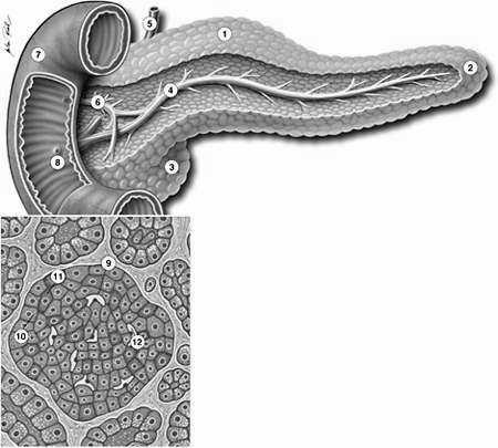 Obr. 5 1.tělo pankreatu; 2.ocas pankreatu; 3.hlava pankreatu; 4.hlavní vývod pankreatu; 5.ductus choledochus; 6.přídatný vývod pankreatu; 7.dvanáctník; 8.Vaterská papila; 9.Langerhansův ostrůvek ; 10.