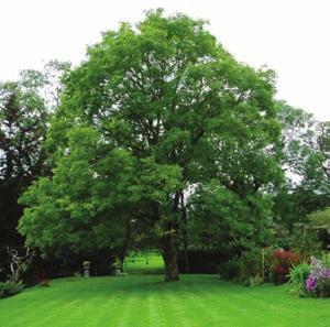 jasan zimnář (Fraxinus ornus) 4.