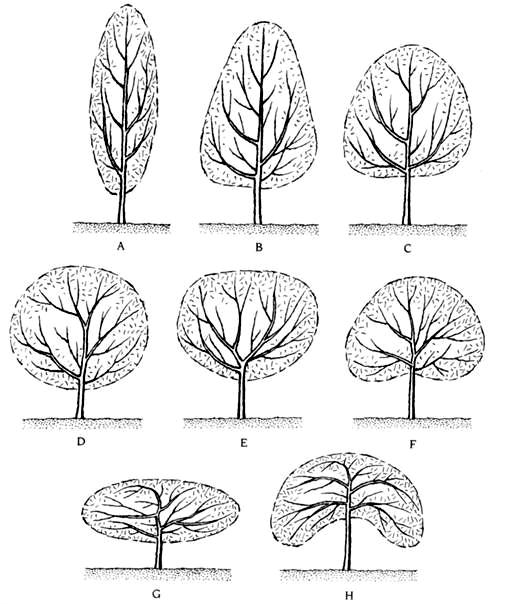 Tvar korun - habitus A sloupcovitá B kuželovitá C vysoce kulovitá