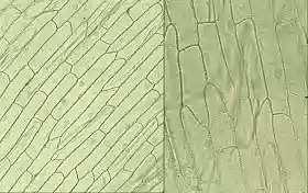 LABORATORNÍ PRÁCE NA TÉMA PLETIVA - VYPRACOVÁNÍ Rostlinná pletiva jsou soubory buněk přibližně stejného tvaru a stejné funkce.