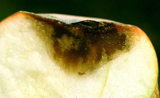 KRUHOVÁ HNĚDÁ HNILOBA Příčina: houby Pezicula alba anamorfa Gloeosporium album a P.