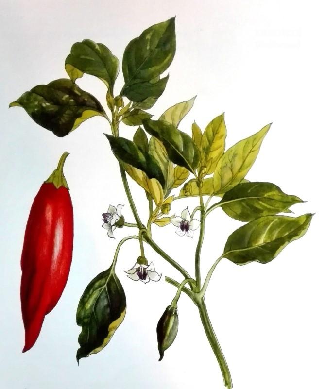 UTB ve Zlíně, Fakulta technologická 17 Rod paprika (Capsicum) patří do čeledi lilkovitých (Solanaceae) a zahrnuje více než padesát druhů pocházejících z tropické Ameriky.