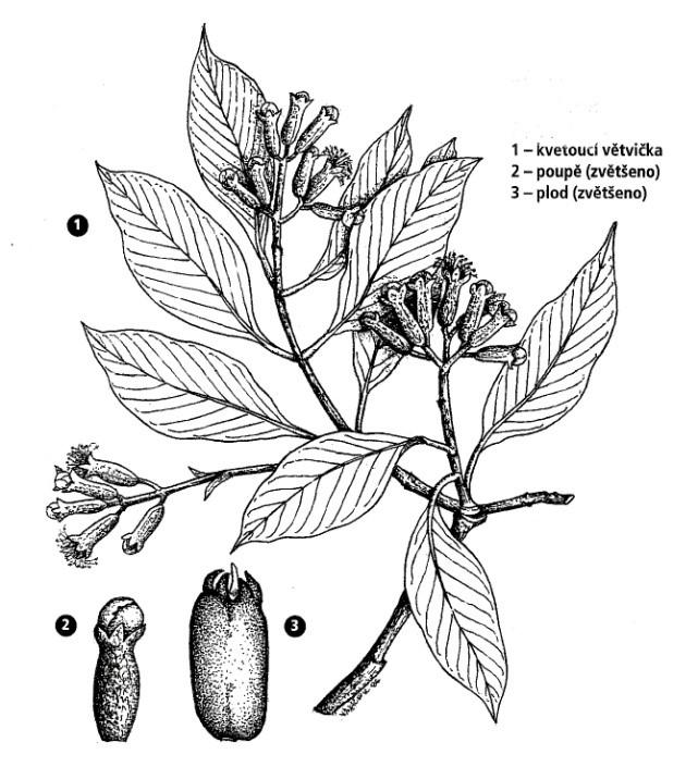 UTB ve Zlíně, Fakulta technologická 22 Obrázek 3: Hřebíčkovec kořenný (Syzygium aromaticum) [9] 2.2.2.2 Kardamovník obecný (Elettaria cardamomum) Kardamovník obecný je rostlina příbuzná zázvoru.