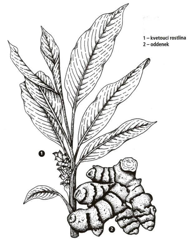 UTB ve Zlíně, Fakulta technologická 25 Obrázek 6: Kurkumovník dlouhý (Curcuma longa L.) [9] 2.2.2.5 Pískavice (Trigonella foenum-graecum) Pískavice je známá také pod pojmem řecké seno a pochází ze západní Asie.