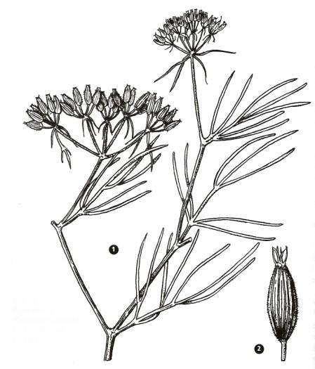 UTB ve Zlíně, Fakulta technologická 28 Obrázek 9: Kmín římský (Cuminum cyminum) [9] 2.2.2.8 Zázvor pravý (Zingiber officinale) Zázvor se pěstuje hlavně v oblastech a zemích s tropickým podnebím a mezi hlavní dodavatele patří Indie, Čína, Tchaj-wan.