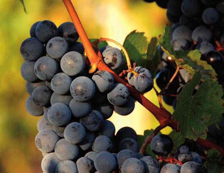 Všechna naše vína jsou plna síly a elegance. Upřednostňujeme co nejdůkladnější vyzrání hroznů a odrůdovou čistotu při vinobraní. Ve vinařství preferujeme tradiční ruční metody.