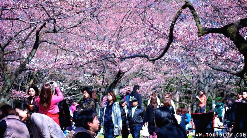 obrázek 12 Japonský svátek Hanami 137 obrázek