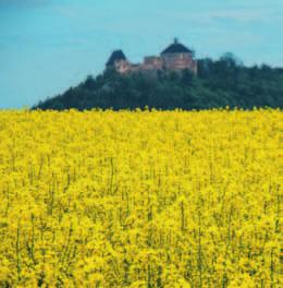 Nejedná se tedy o GMO a jejich pěstování je v souladu s legislativou Evropské unie.