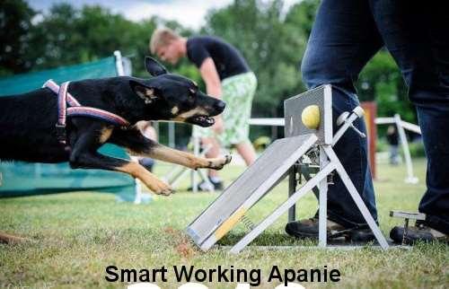 6) Flyball Flyball vznikl v Severní Americe kolem roku 1970. V Česku se prosadil až kolem roku 2003. Je to dynamický sport pro rychlá a velmi aktivní plemena.