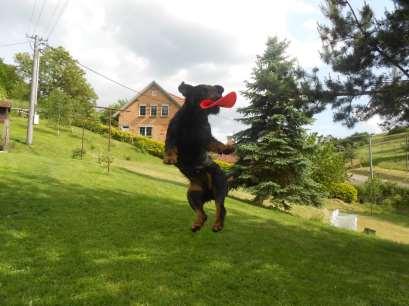 7) Dogfrisbee V dogfrisbee se jedná o házení disku psovi. Pes by měl hozený disk chytit ještě ve vzduchu a přinést ho zpět psovodovi. V současnosti se dogfrisbee hraje po celém světe.