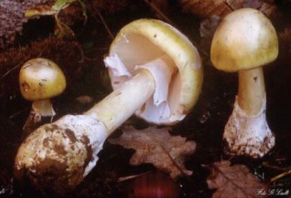 Amanita phalloides death cap muchomůrka jízlivá, bílá, muchomůrka jarní, čepičatky, některé bedly více než 90 % fatálních případů otravy houbami: záměna, sebevražedný/vražedný úmysl termostabilní