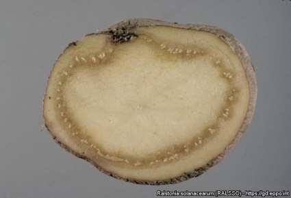 původce bakteriální hnědé hniloby bramboru (Ralstonia solanacearum - Rs) - celkem 23 pozitivních