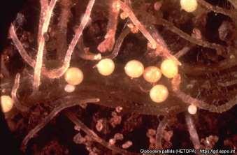 bramboru (Clavibacter michiganensis ssp.