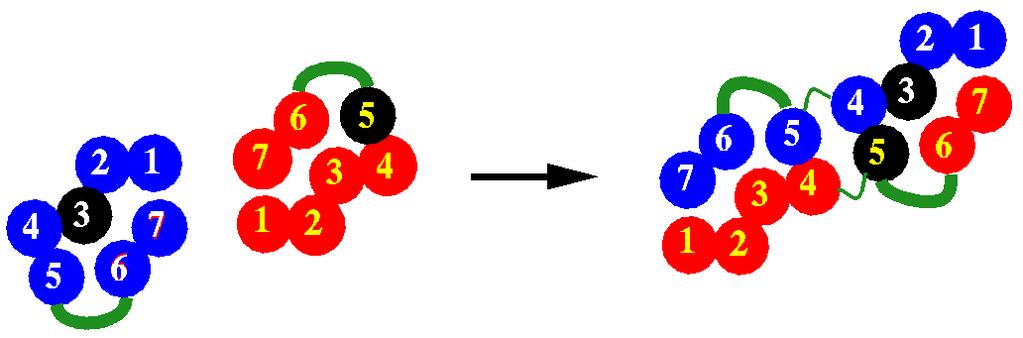 Obrázek 2.2: Znázornění procesu swapování domén. Ze dvou identických monomerů zde vzniká záměnou domény (5-6-7) dimer ilustrace převzata z [4].