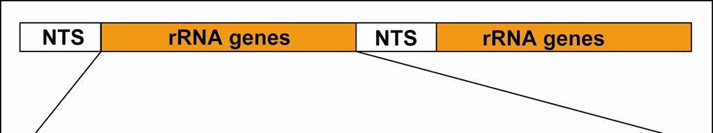 5.2. ITS (internal transcribed spacer) Často používaným markerem pro rozlišení a identifikaci druhů je mezerník ITS1.