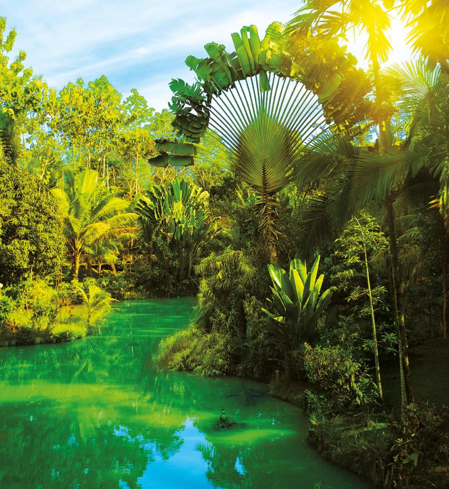 Raw Aguaje Uprostřed pralesů v povodí jihoamerických řek Amazonka a Orinoko roste palma mauritia, jedna z nejkrásnějších palem na Zemi.