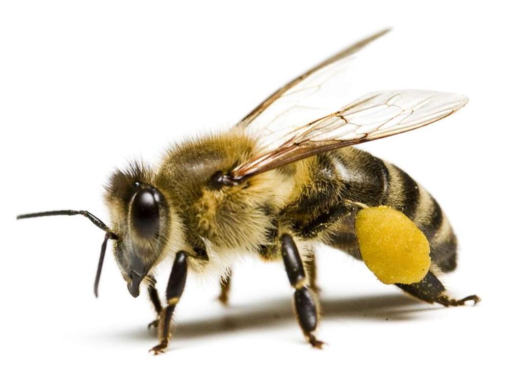 Děkuji za pozornost. Zdroj: O životě včel [online]. Neveklov: www.cmeldy.