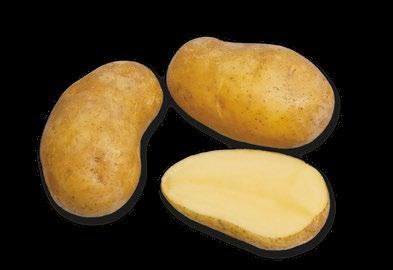 Odolná rakovině bramboru (D 1), háďátku bramborovému (Ro 1) a aktinobakteriální