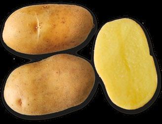 Je odolná proti napadení rakovinou bramboru (D 1) a háďátkem bramborovým (Ro 1). SAMANTANA Polopozdní odrůda.