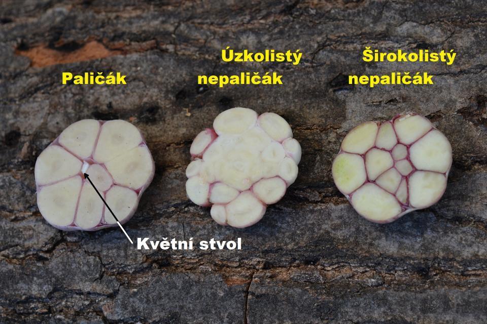 Paličáky typ H. Zimní modré česneky vytvářející na konci vegetace květní stvol s květenstvím. Paličáky se vysazují na podzim. Odrůdy tohoto typu se hůře skladují. V České republice se jedná např.