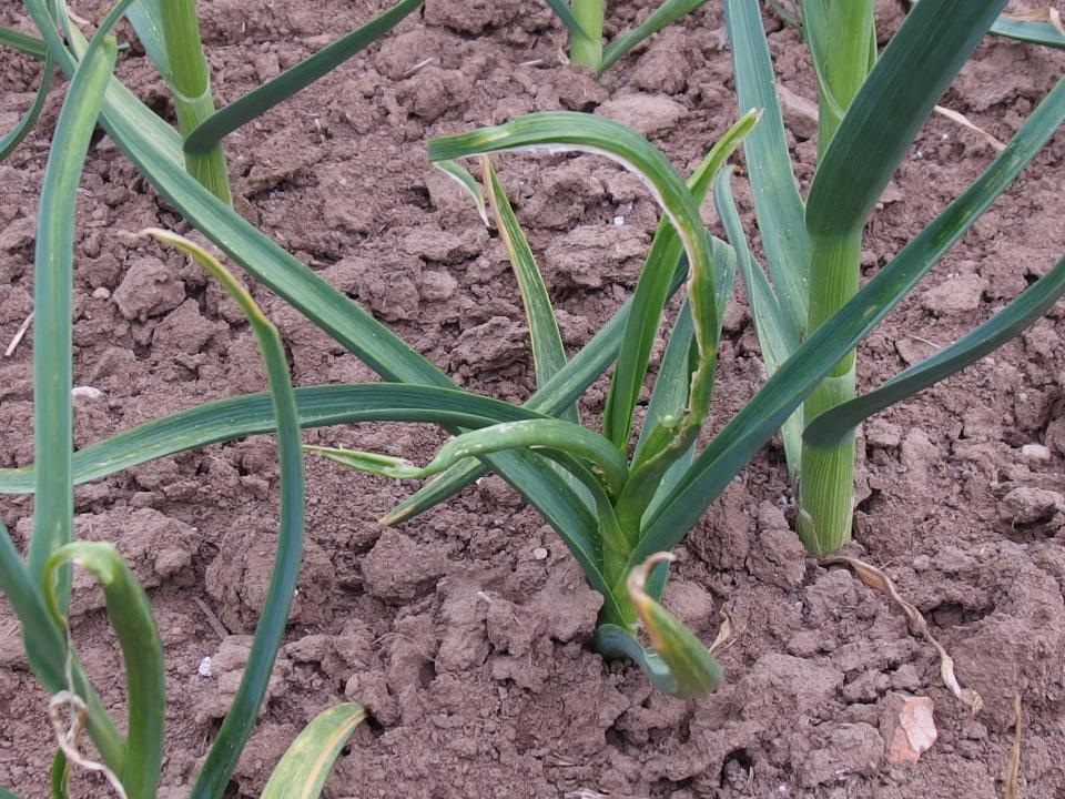zakrňují. Cibule jsou vlhké a silně páchnou po česneku, což se u zdravých rostlin normálně neděje. Slupka je popraskaná, při sklizni dochází k rozpadu cibule na jednotlivé stroužky (Konvička 1998).