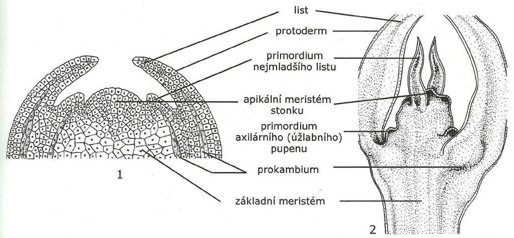 Obr. 5: Apikální meristémy prýtu: 1 detail vzrostného vrcholu; 2 podélný řez vzrostným vrcholem prýtu u šeříku obecného (Skalický, Novák 2007) 2.8.