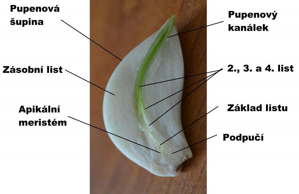 9: Anatomická stavba