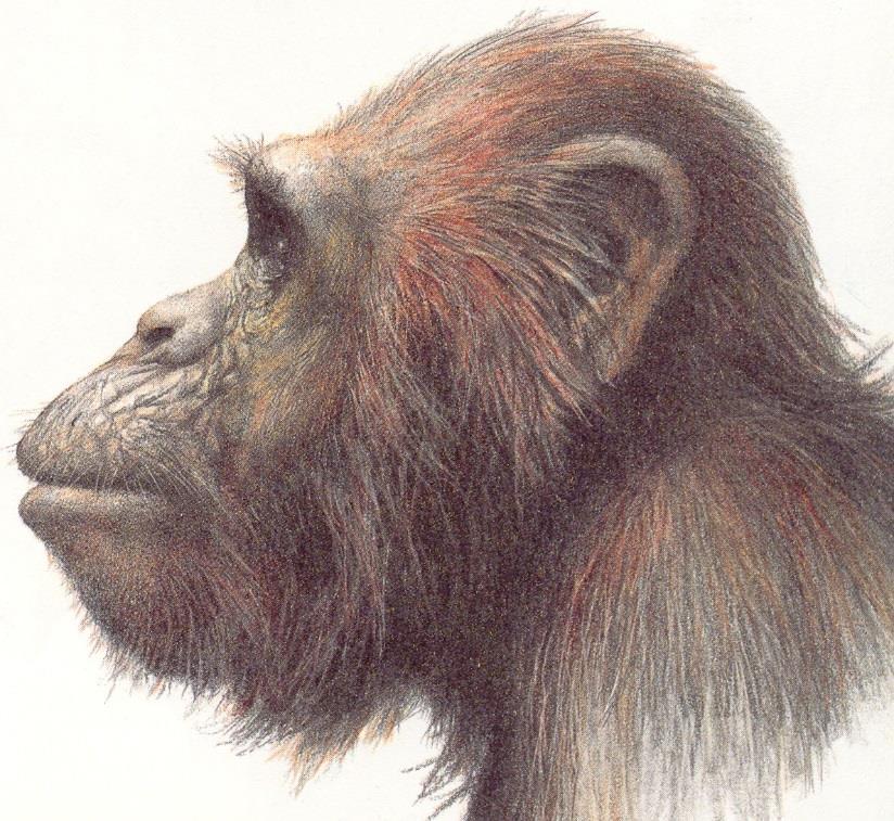 Australopitékové Australopithecus anamensis - byl nalezen v roce 1995 v okolí jezera Turkana, - vrstvy jsou datované na