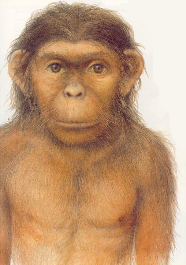 Australopithecus africanus - objeven již v roce 1924 v JAR, - malá gracilní