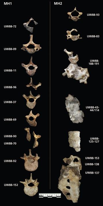 Homo, - stáří 1,95 1,78 Ma, - chlapec MH1, stáří