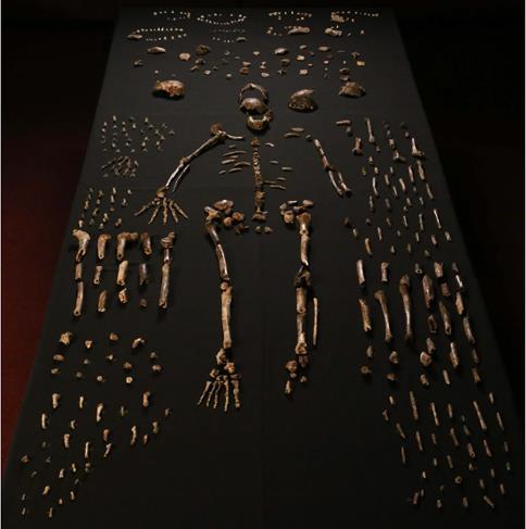 Homo naledi (2,8 2,5 Ma, ale možná i mladší, snad brzy uvidíme ) Objeven v roce 2013 v Dinaledi Chamber v jeskynním systému Vycházející hvězdy v Jižní